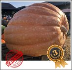 1069.2 Wild 2022 (485kg) 1069.2 Wild 2022 (485kg)