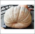 1278 Voigt 2018 (580kg) 1278 Voigt 2018 (580kg)