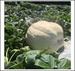 1412 Wallace 2020 (640,5kg) 1412 Wallace 2020 (640,5kg)