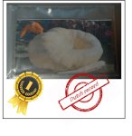 1979.1 I.Horde 2022 (897,7kg) 1979.1 I.Horde 2022 (897,7kg)