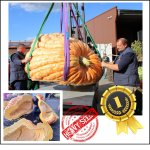 1995.6 Grafe 2024 (905,2kg) 1995.6 Grafe 2024 (905,2kg)