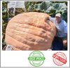 2531 Stelts 2024 (1148kg) 2531 Stelts 2024 (1148kg)
