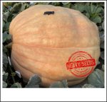 2537 Crews 2022 (1150,7kg) 2537 Crews 2022 (1150,7kg)