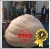 2610.3 Petrelli 2023 (1184kg) 2610.3 Petrelli 2023 (1184kg)
