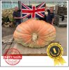 2641.1 Paton 2024 (1198kg) 2641.1 Paton 2024 (1198kg)