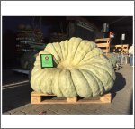 835.6* Lütjens 2015 (378,5 kg) 1 Kerne 835.6* Lütjens 2015 (378,5 kg) 1 Kerne