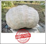 992.1 Squitieri 2020 (450kg) 992.1 Squitieri 2020 (450kg)