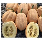 Baked Potato F1 (5 Kerne) Baked Potato F1 (5 Kerne)