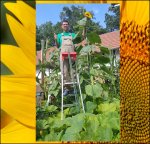 14.5 Göhring 2024 (442,5cm) 2 Kerne 14.5 Göhring 2024 (442,5cm) 2 Kerne