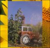 15.09 Girasol 2024 (460cm) 1 Kern 15.09 Girasol 2024 (460cm) 1 Kern