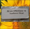 20.47 Offermann 2014 (52cm Kopfdurchmesser) 2 Kerne 20.47 Offermann 2014 (52cm Kopfdurchmesser) 2 Kerne