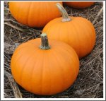 Baby Bear (5 Kerne) Baby Bear (5 Kerne)