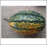 Stripette F1 (5 Kerne) Stripette F1 (5 Kerne)