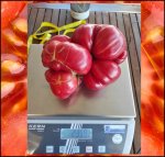 5.2 Mewes 2024 (2,35kg) 1 Kern 5.2 Mewes 2024 (2,35kg) 1 Kern